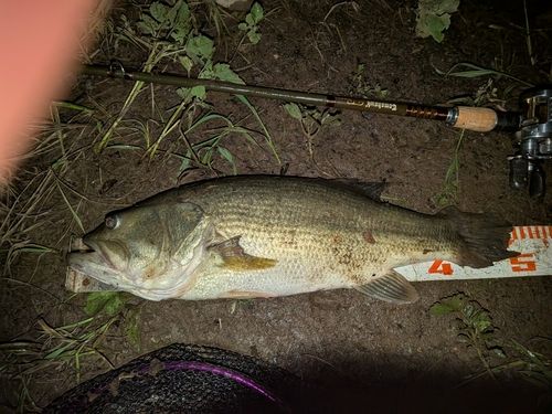 ブラックバスの釣果