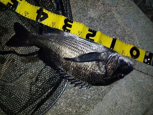 クロダイの釣果