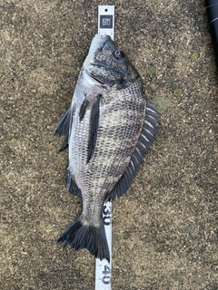 クロダイの釣果