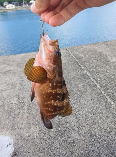 キジハタの釣果