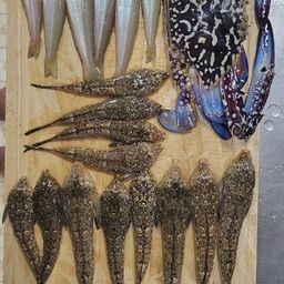 タイワンガザミ