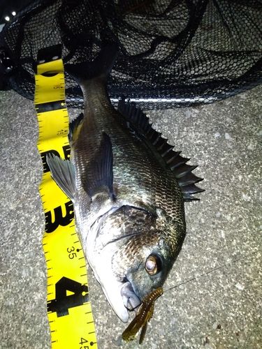 クロダイの釣果
