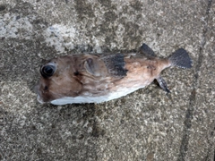 イシガキフグの釣果