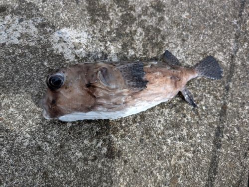 イシガキフグの釣果