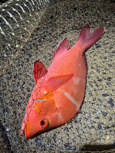 ヒメフエダイの釣果
