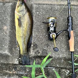 ラージマウスバス