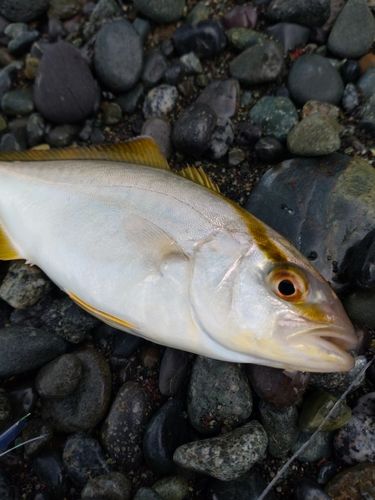 ショゴの釣果
