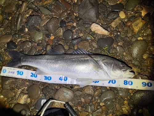 スズキの釣果