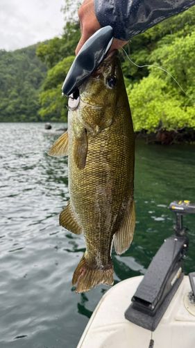 スモールマウスバス