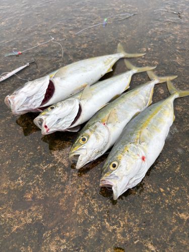 コゾクラの釣果