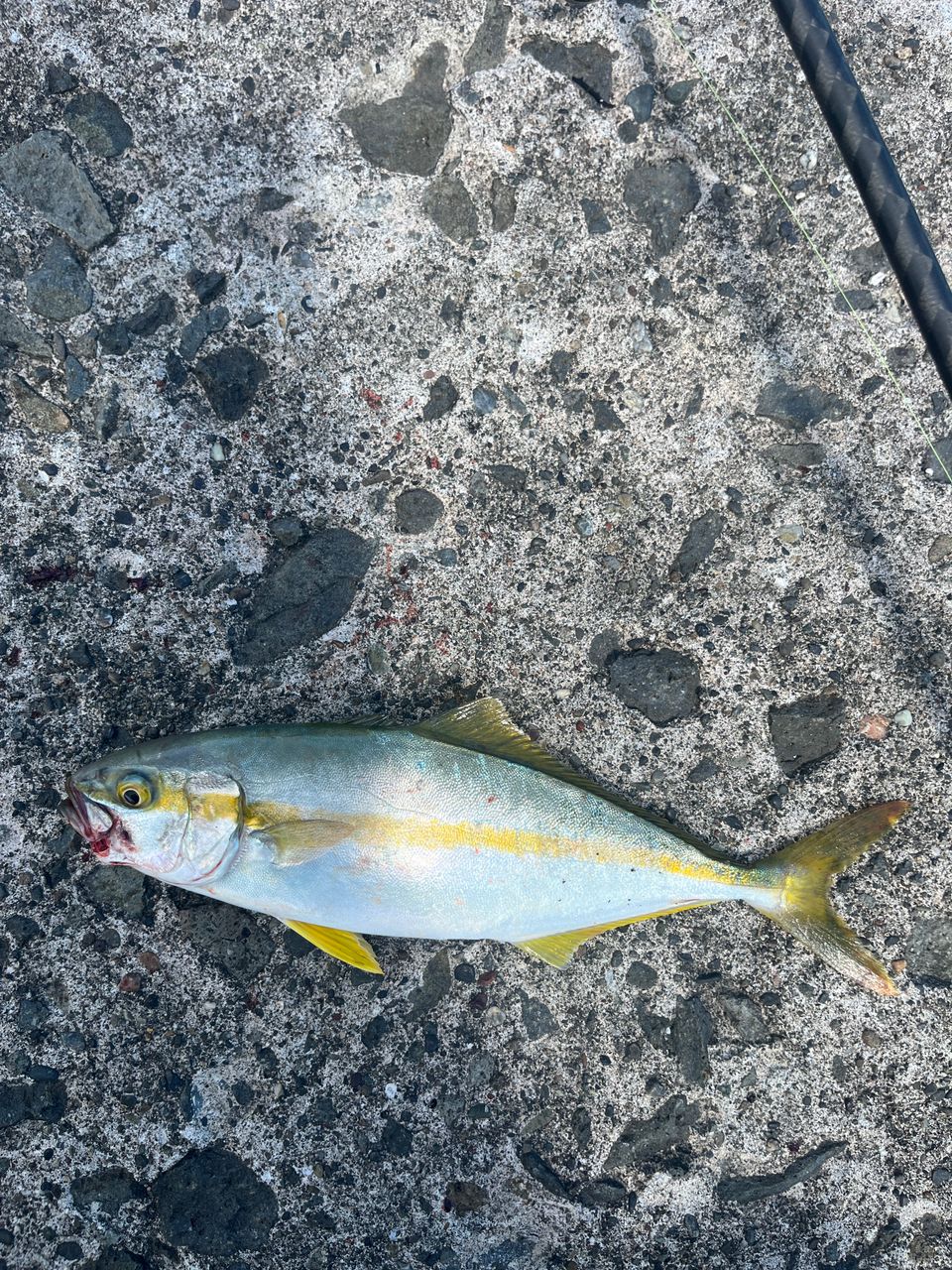 ダイムさんの2025年08月12日(火)の釣行(北海道 - 小樽港) - アングラーズ | 釣果600万件の魚釣り情報サイト