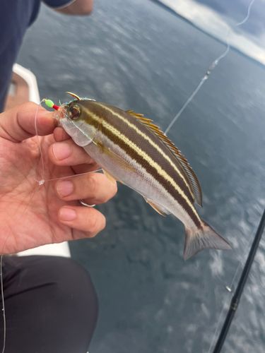 イサキの釣果
