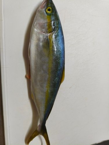ワカシの釣果