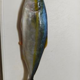 ワカシ