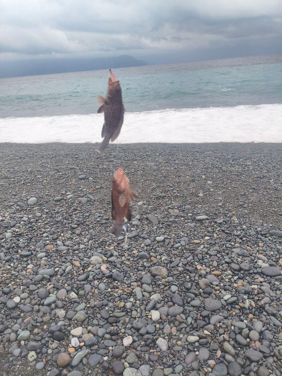ワカシ