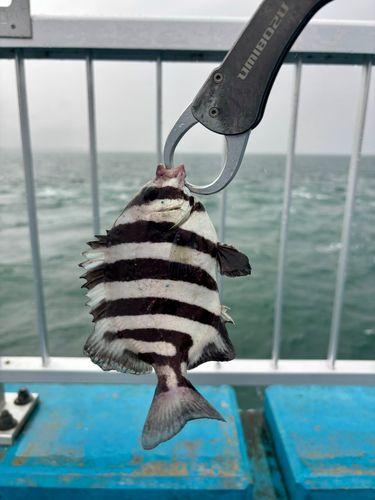 サンバソウの釣果