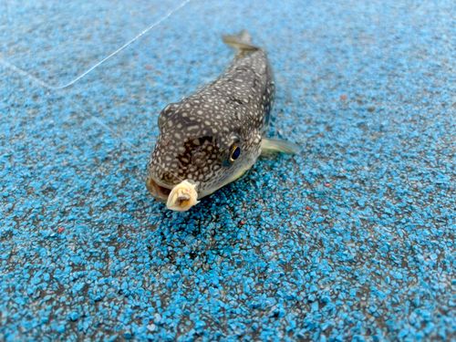 フグの釣果