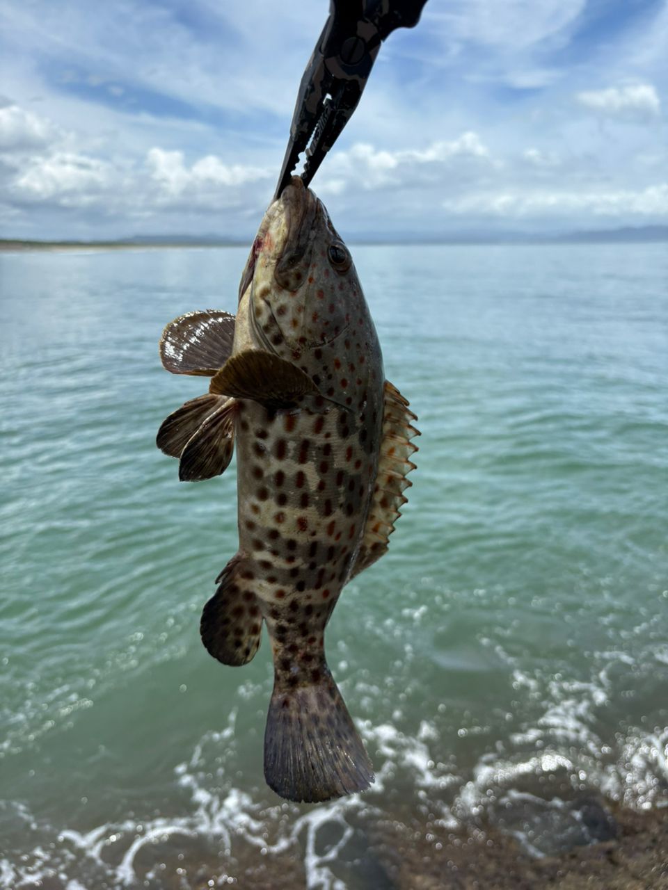 チャイロマルハタ