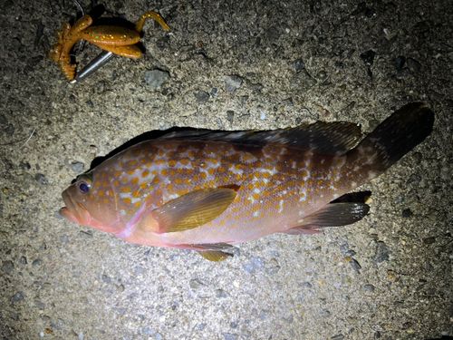 アコウの釣果