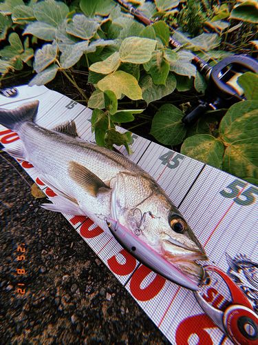 シーバスの釣果