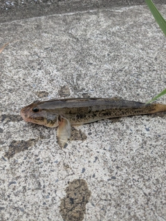 ハゼの釣果