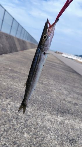 カマスの釣果