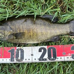 スモールマウスバス