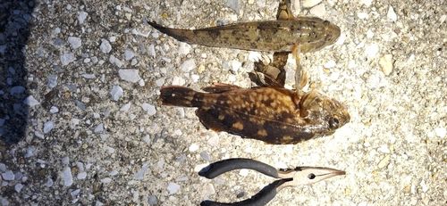 ウロハゼの釣果
