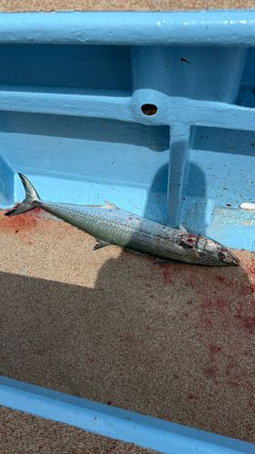 サワラの釣果