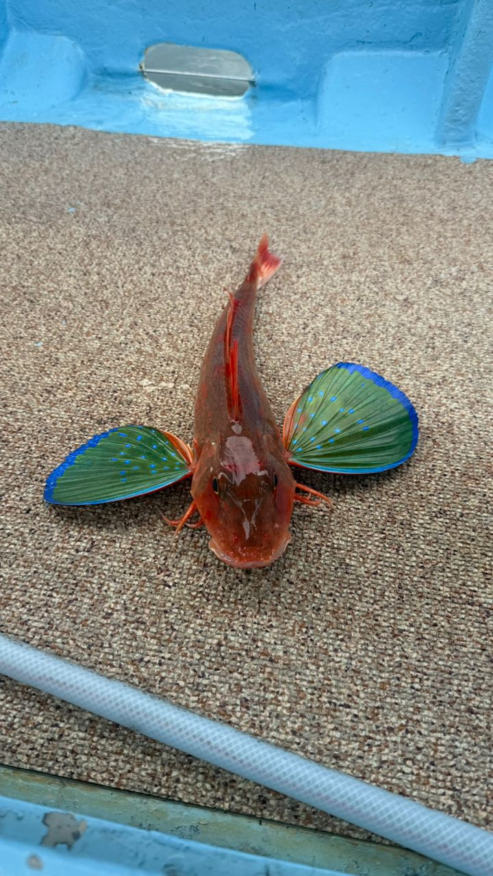 サワラ