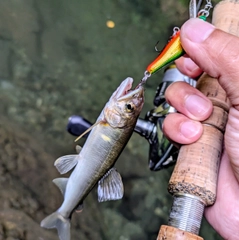 アユの釣果