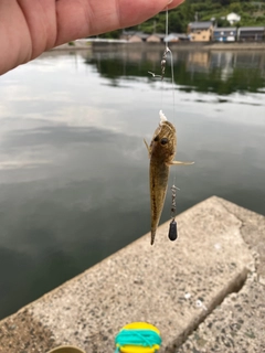 ハゼの釣果