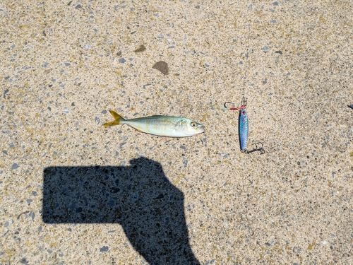 フクラギの釣果