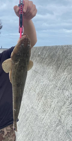 マゴチの釣果