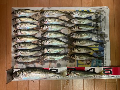 アジの釣果
