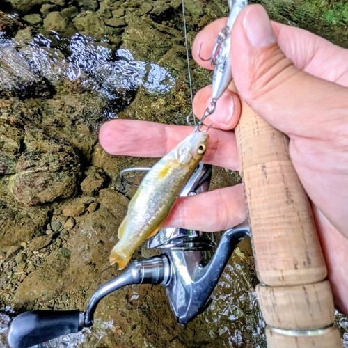 アブラハヤの釣果