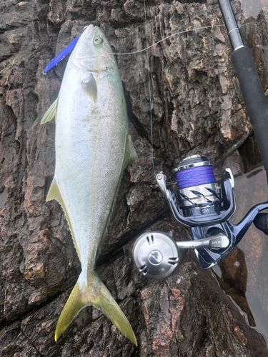 ヒラマサの釣果