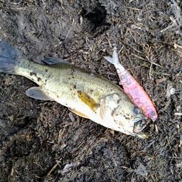 ラージマウスバス