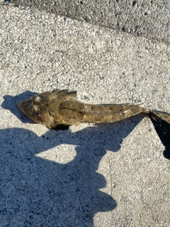 マゴチの釣果