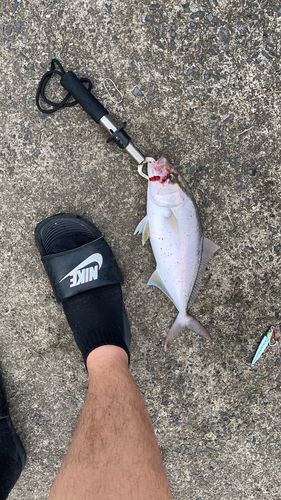 ネリゴの釣果