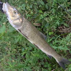 ニゴイの釣果