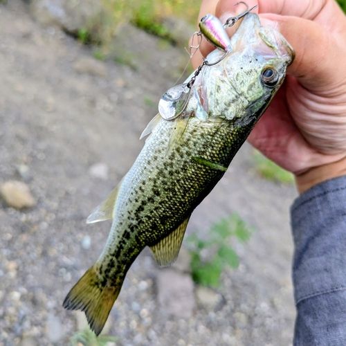 ラージマウスバスの釣果