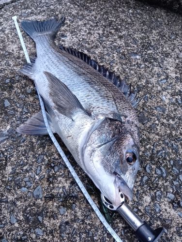 チヌの釣果