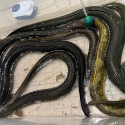 ウナギ