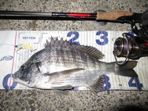 クロダイの釣果