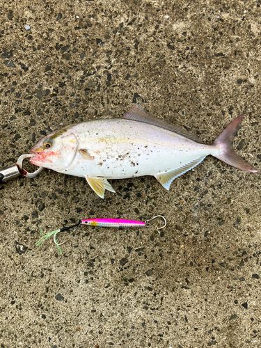 ネリゴの釣果