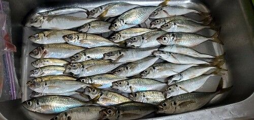 アジの釣果