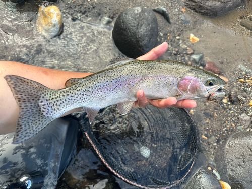 ニジマスの釣果
