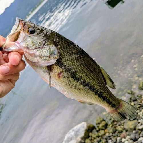 ラージマウスバスの釣果