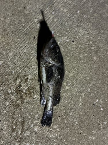 クロソイの釣果